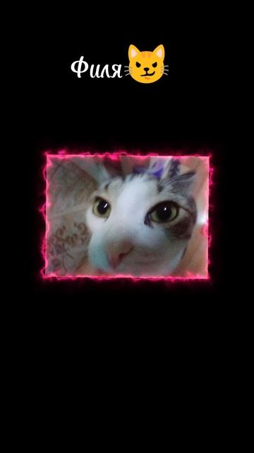 мой котик смотреть онлайн
