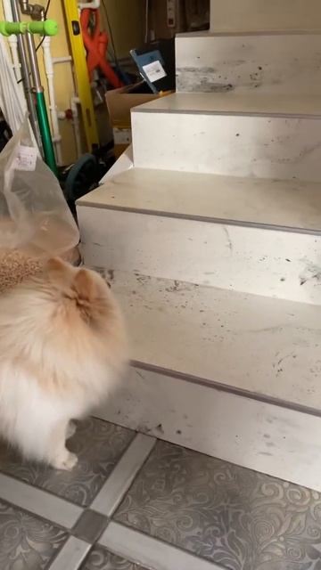 как котенок Мия спускается с лестницы смотреть онлайн