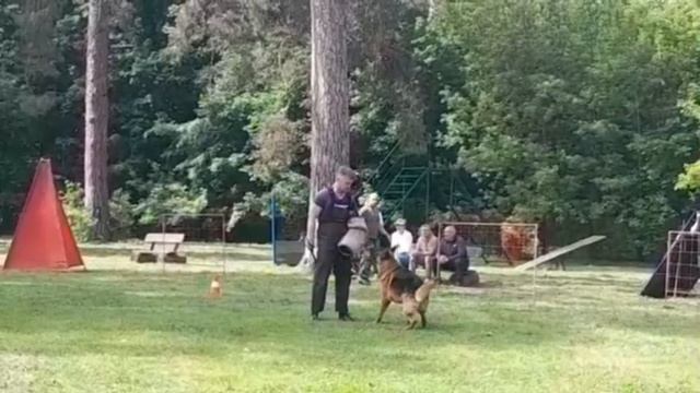 1 Отл. КЧК AMIGO Nova Jamina +++ №9. КЧК ТОЛЬЯТТИ 24 мая`25 А.Сороко Моно немецких овчарок