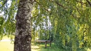 МОЯ РОССИЯ БЕЛОСТВОЛЬНАЯ