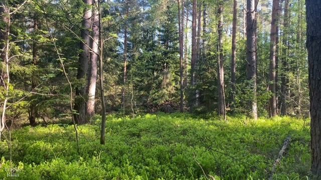 Марафон Природы 5 день. смотреть онлайн