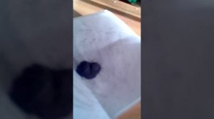 Как сделать черный порох из спичек ?