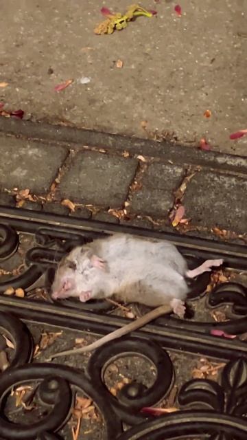 Ранний завтрак . #ольгаматена #сюрприз #мышеловка #кошк