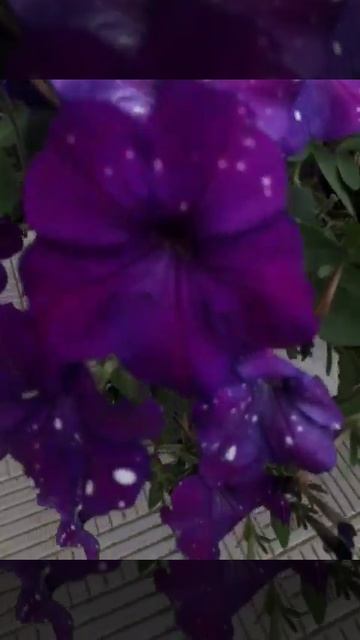 Огляд на 31.08.Петунія Constellation Virgo. смотреть онлайн