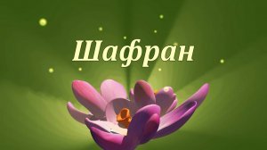Шафран – драгоценное лекарство природы!