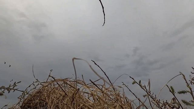 ОХОТА НА ГУСЯ 2025г. ГУСИ САДЯТСЯ НА ГОЛОВУ!!! смотреть онлайн