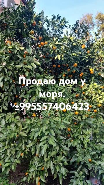 #продаю гостевой дом у моря Батуми. смотреть онлайн