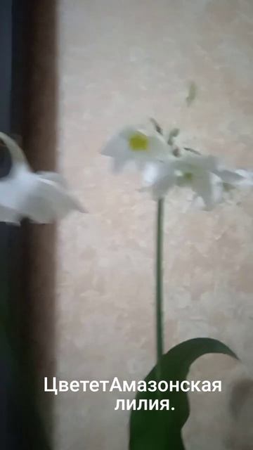 #комнатное растение#Эухарис#Амазонска,я лилия# смотреть онлайн