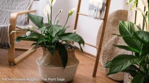 СПАТИФИЛЛУМ: ЖЕЛТЕЮТ ЛИСТЬЯ. КАК ЭТО ИСПРАВИТЬ И СПАСТ