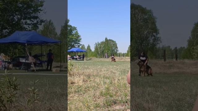 1 Оч/хор Team Zilber Wasserfall ZABAR +0+ №31. КЧК АНГАРСК 25 мая`25 Ю.Скиба Моно немецких овчарок