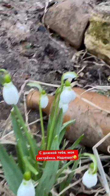 Подарок для любимой сестры❤️#подснежник #самвырос #с? смотреть онлайн