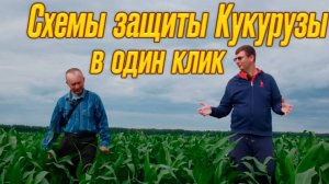 Секреты обработки кукурузы вам никто не расскажет! Как защитить кукурузу от сорняков легко и просто