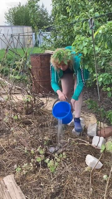 Поливаем виноград в Кировской области #subscribe #vlogger #shortvi смотреть онлайн