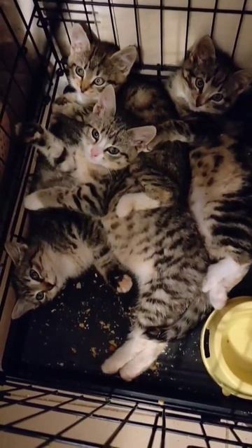 Пока пришлось посадить их на склад, так как все клетки смотреть онлайн