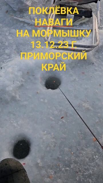 Как клюёт навага? #рыбалка #владивосток #shorts #улов #удоч