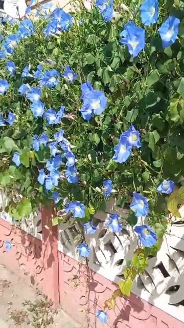 Ipomoea tricolor #ipomoea #shorts #вьюнок #рослини #flowers смотреть онлайн