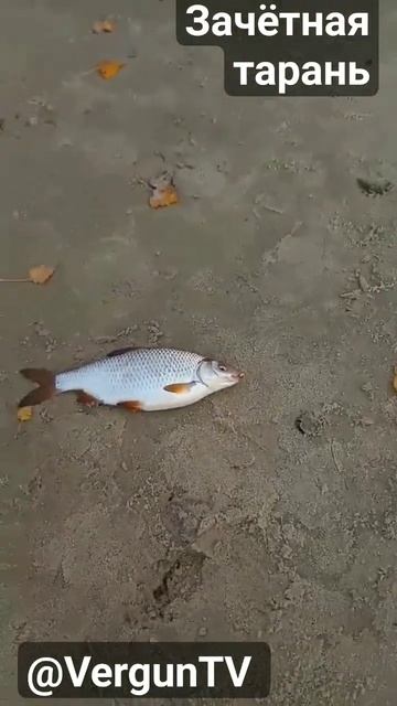 Зачётная тарань на о.Зеленый #рыбалка #verguntv #река_днепр смотреть онлайн