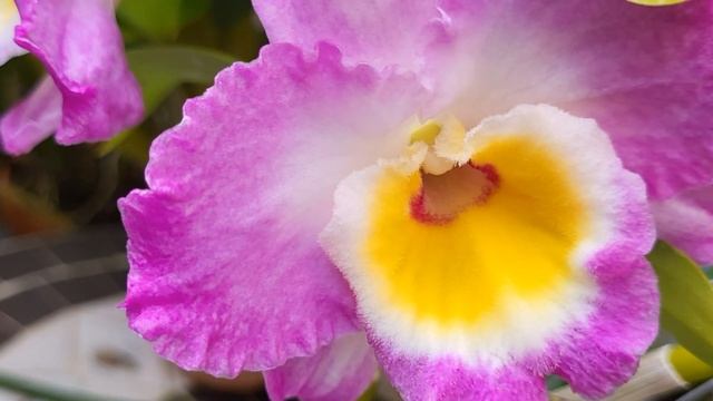 Ще дві родзинки Орхідеї. Дендробіум, Dendrobium Nobile 4N, Dendrobium