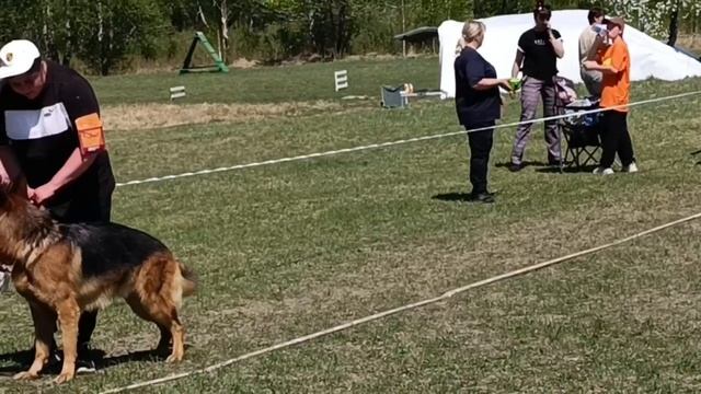 РАБОЧИЙ КОБЕЛИ / КЧК АНГАРСК 25 мая`25 Ю.Скиба Моно немецких овчарок