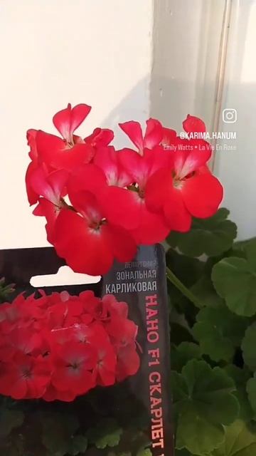 Нано Скарлетт Биколор ❤️ пеларгония F1 #цветы #цветыдл смотреть онлайн