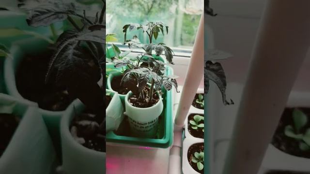 19.05.24 #перец #землянка #рассада #петуния #томаты #колеус? смотреть онлайн