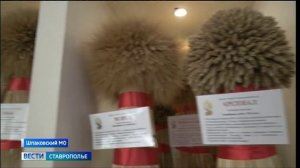 Новые отечественные сорта озимых культур презентовали на Ставрополье