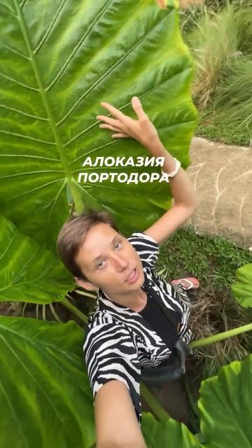 Алоказия портодора — это сорняк смотреть онлайн