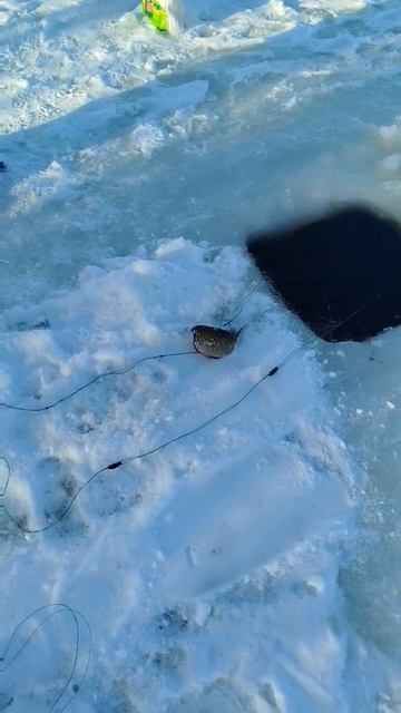 Рыбалка Сибири #подпишись