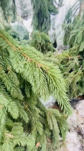 Ель Август 🌲обзор в телеге ,( ссылка и адрес в коммент? смотреть онлайн