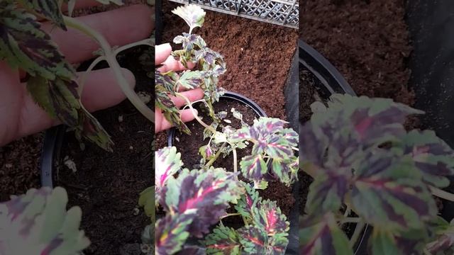 Колеус номер 591 - Калибри смотреть онлайн