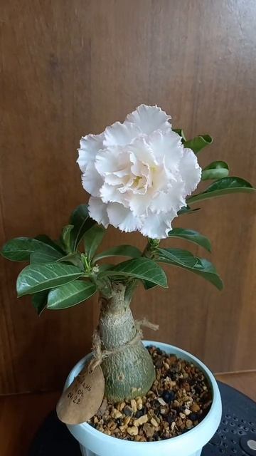 #адениум Taiwan Peony смотреть онлайн
