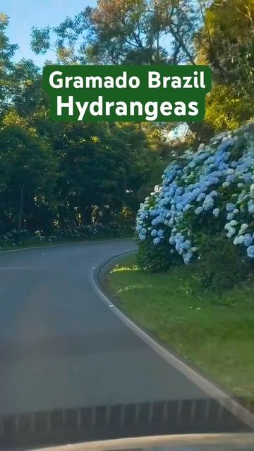 #hydrangea#brazil#macrophylla#hortensia#гортензия#garden#гортензія#flowers#park#j смотреть онлайн