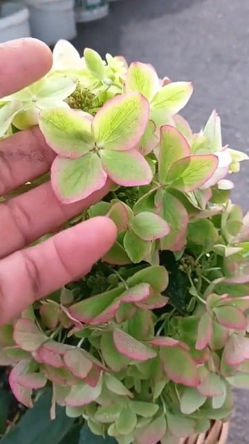 метельчатая гортензия Металлика,3 стадия цветения у м? смотреть онлайн