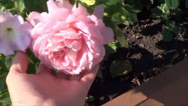 Паломническая поездка в монастырь, село Трескино смотреть онлайн