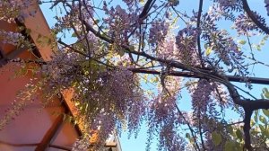 Когда и как обрезать глицинию для обильного цветения ?