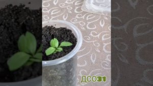 Пикирую алиссум Клеа Кристал.  Выращен из семян.