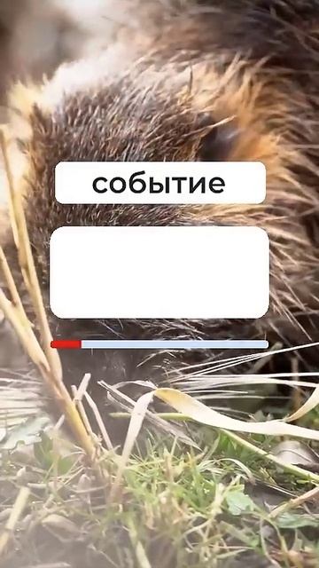 Переведи 15 слов за минуту уровень А2 АНГЛИЙСКИЙ ДЛЯ НА?