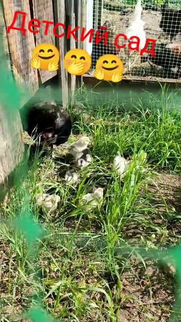 #работа #огород #сарай #куры #курятник #свой_дом #жизньв? смотреть онлайн