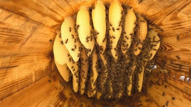 улей Витвицкого Многокорпусной улей