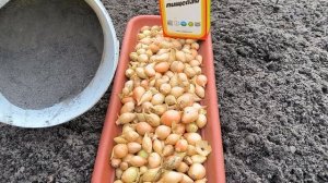 Что первый раз добавляю в лунки при посадке лука севка