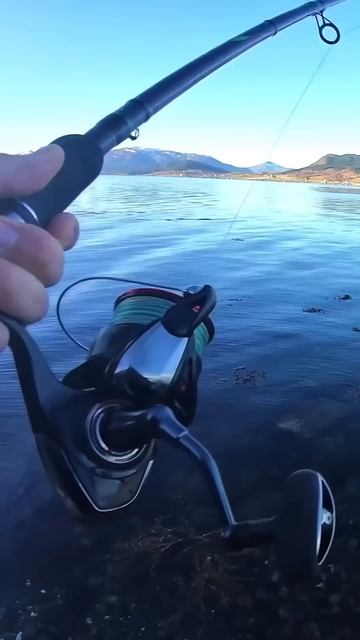 ПАЛТУС клюнул на донку с берега! #short