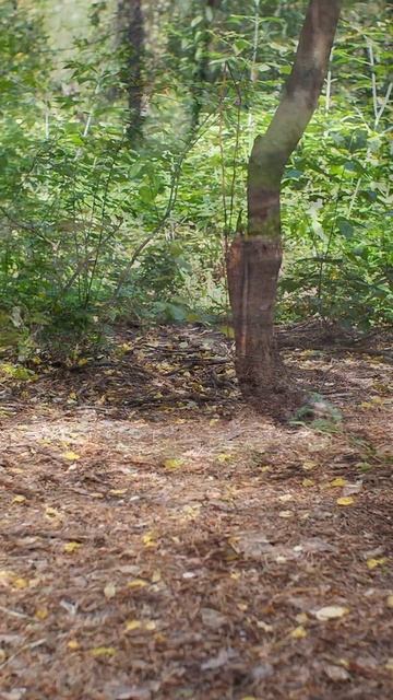 А у тебя есть орешки для белочки?#shorts смотреть онлайн