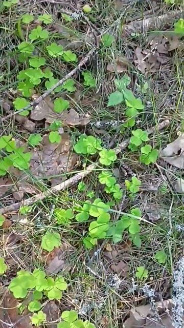 #детство #клевер #лес #природа #весна смотреть онлайн