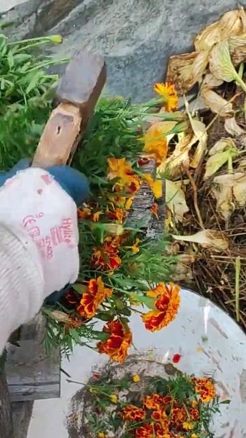 Измельчение бархатцев "Огниво" для удобрения #shortsvideo смотреть онлайн