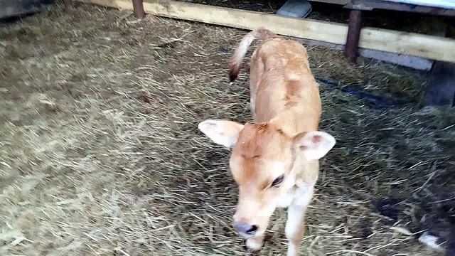 МЫ НИКУДА НЕ ТОРОПИМСЯ ВСТАЛИ УТРОМ И ЖИВЕМ смотреть онлайн