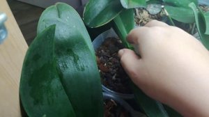 Чем протереть листья орхидеи, чтоб они блестели