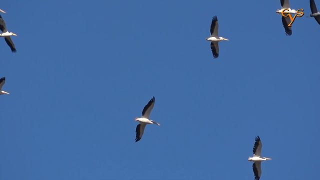 Wildlife of Israel in 3 minutes / Дикая природа Израиля за 3 минуты смотреть онлайн