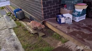 Укладка плитки под печь в бане!😊