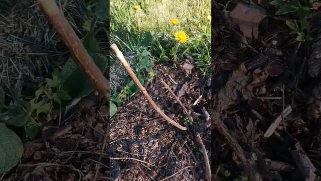 Неудачная зимовка метельчатых гортензий #shorts смотреть онлайн