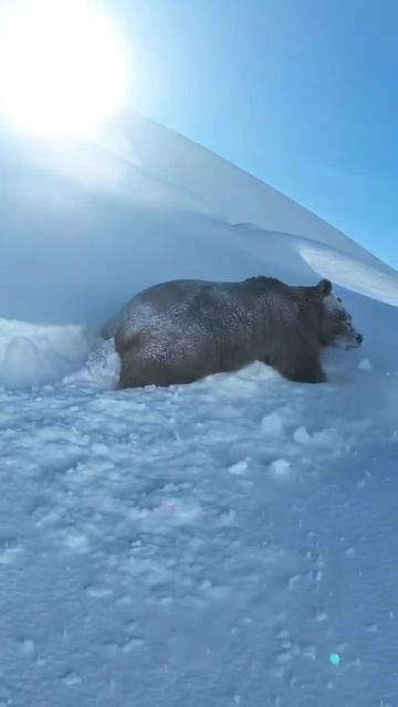 Не все медведи спят зимой 🐻.               #медведь #охота #р?